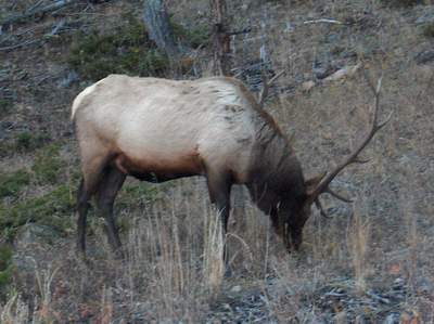 Bull Elk in RMNP